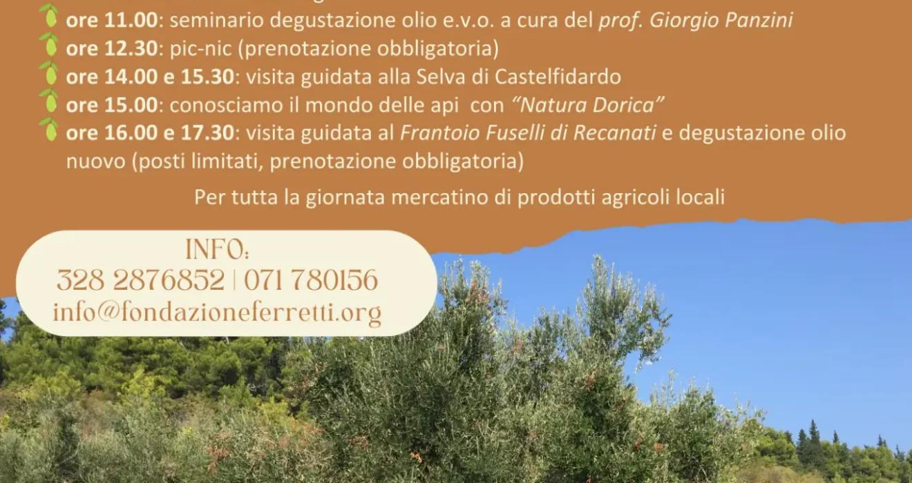 Raccolta delle olive 2024 Fondazione Ferretti