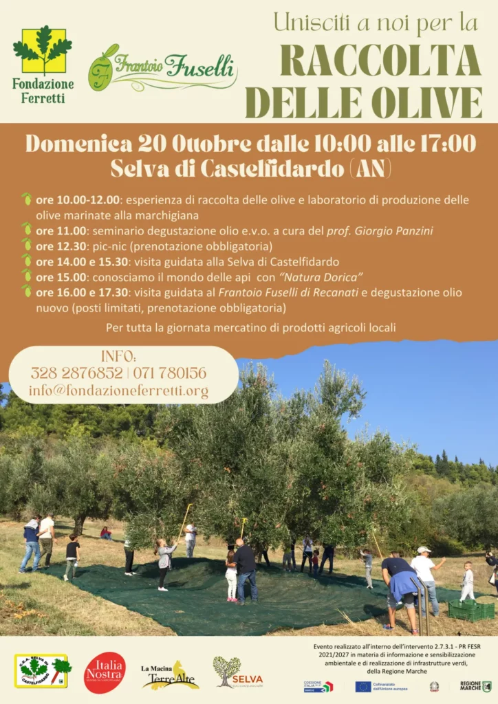 Raccolta delle olive 2024 Fondazione Ferretti